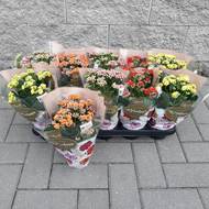 Каланхоэ 'Розалина' | купить в Минске на FlowersLand.by