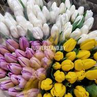 Тюльпаны | купить в Минске на FlowersLand.by