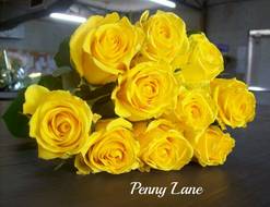 Розы "Пенни Лейн " 60см