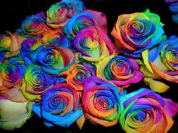 Радужные розы "Rainbow"