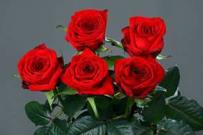 Розы "Ред Наоми"