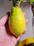 Цитрус Лимон | купить в Минске на FlowersLand.by