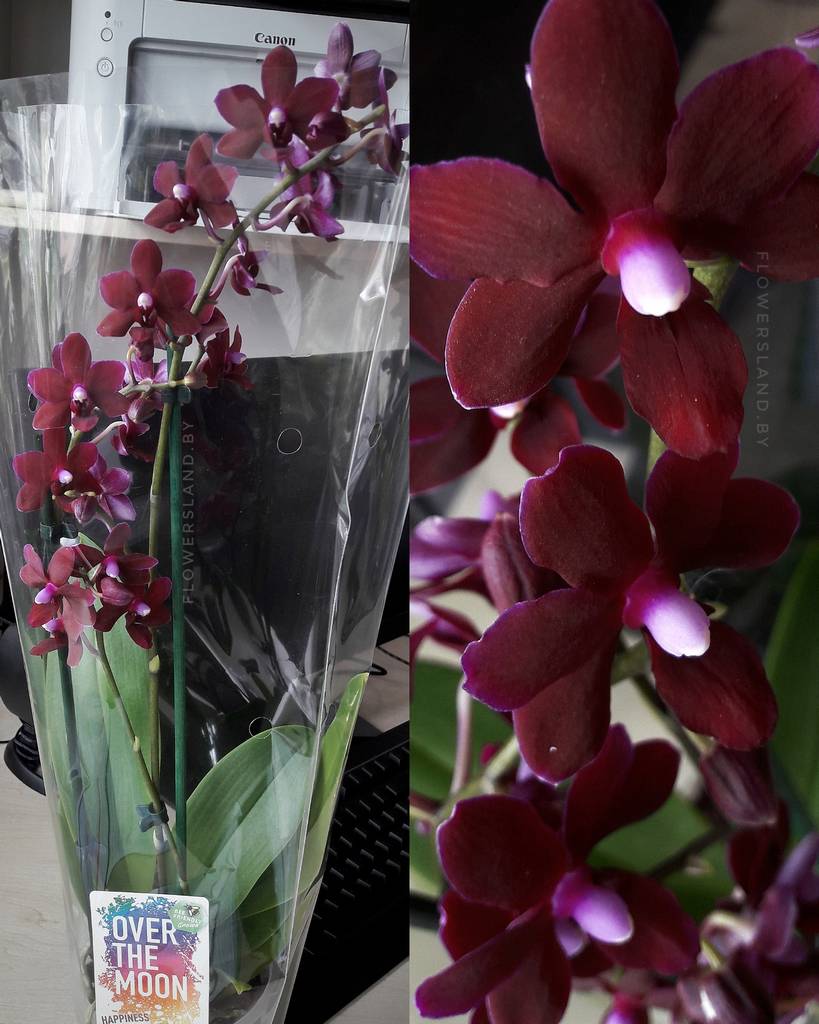 Где Купить Саженцы Орхидей Недорого