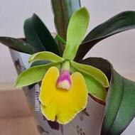 Орхидея Эпикаттлея ... жёлтая | купить в Минске на FlowersLand.by