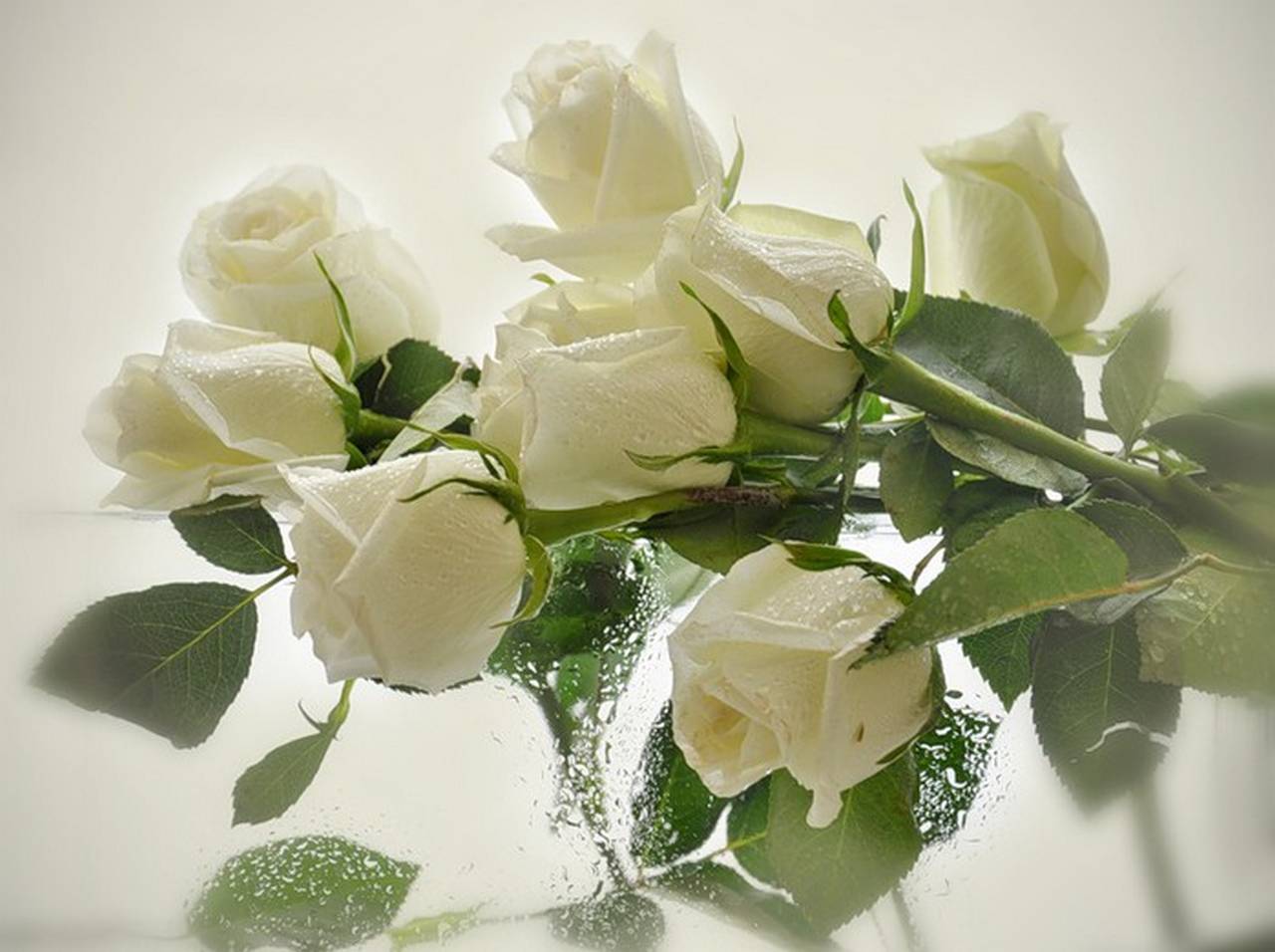 Песня ах белые розы. Красивые белые розы. Открытки с белыми розами. Открытки с днем рождения белые розы. Красивые белые цветы с днем рождения.