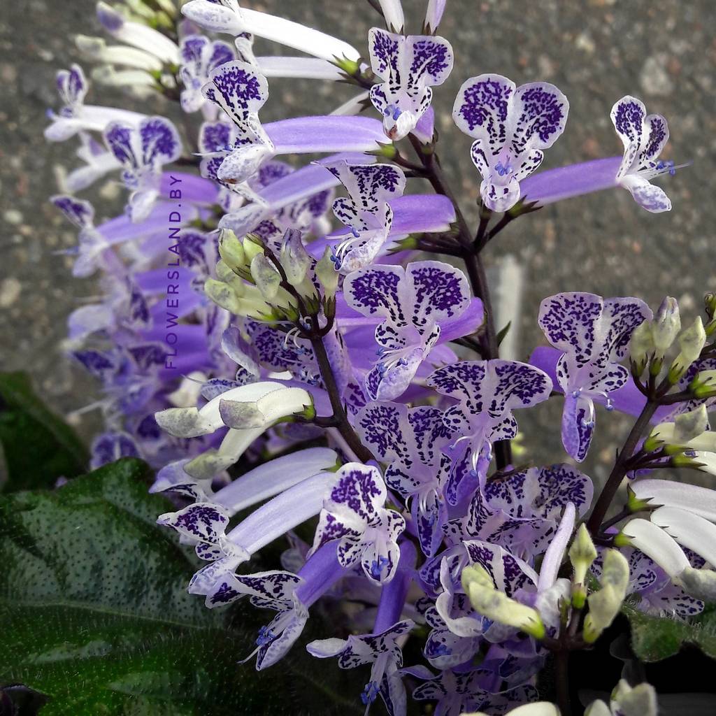Plectranthus mona lavender poisonous